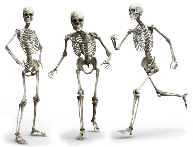 skeleton-3342754_1920
