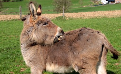 donkey-1331449_1920