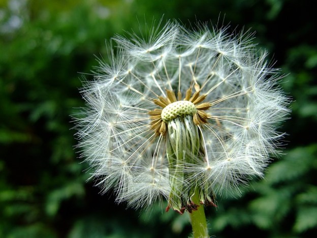 dandelion-1119310_640